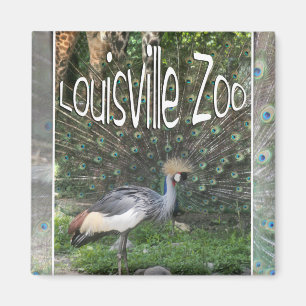 LOUISVILLE ZOO ANIMAAL LINEUP CRANE, PEACOCK MAGNEET