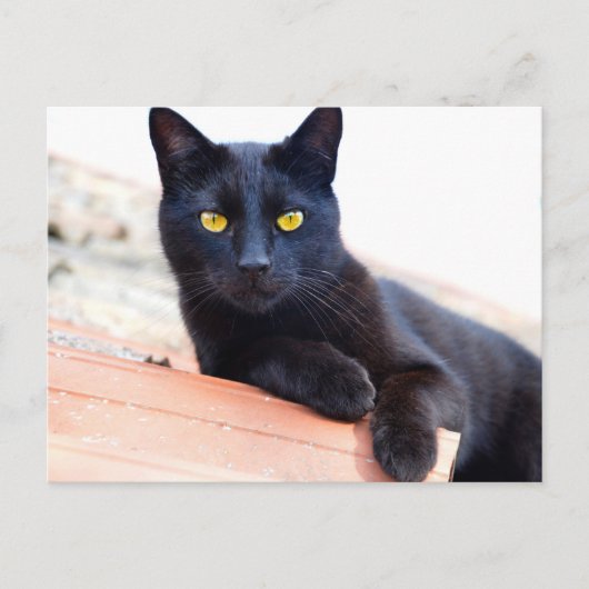 Loungen rond het briefkaart (Voorkant)