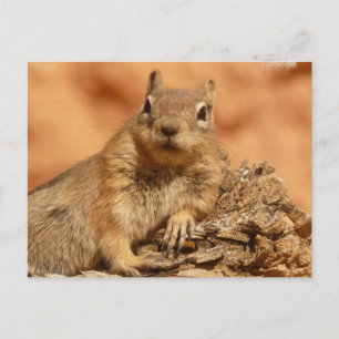 Lounging Chipmunk Briefkaart