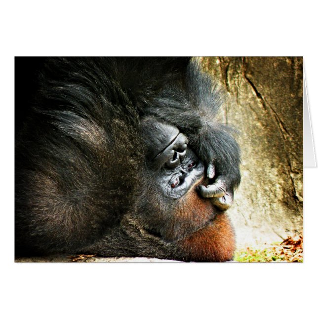 Lounging Gorilla Blank Card (Voorkant Horizontaal)