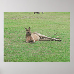Lounging Kangoeroe Poster
