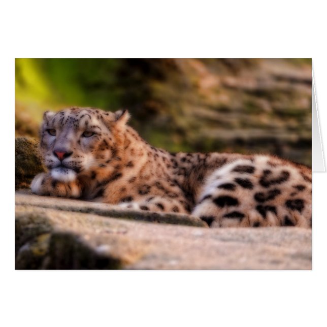 Lounging Leopard (Voorkant Horizontaal)