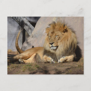 Lounging Lion Briefkaart