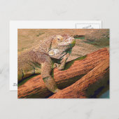 Lounging Lizard Briefkaart (Voorkant / Achterkant)