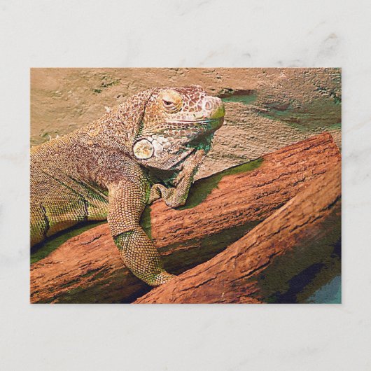 Lounging Lizard Briefkaart (Voorkant)