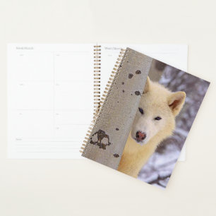 Loup