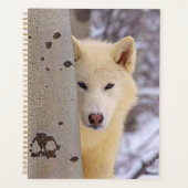 Loup (Devant)