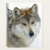 Loup (Devant)