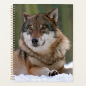 Loup (Devant)