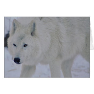 Loup arctique