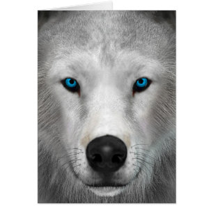 Loup arctique