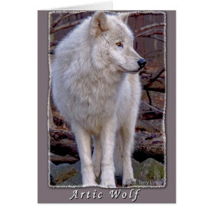 Loup Artic