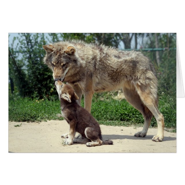 loup avec le chiot (Devant horizontal)