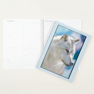Loup blanc