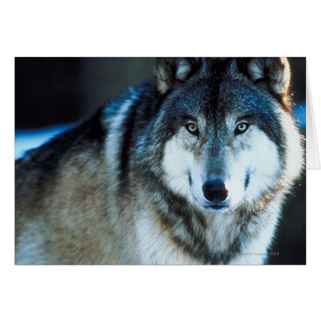 Loup de bois (Devant horizontal)
