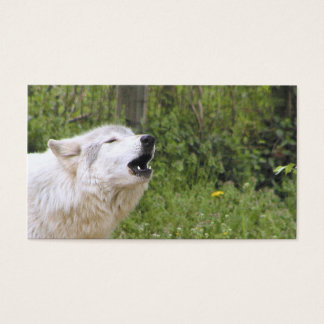 Loup de bois de canard 3