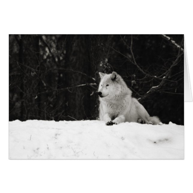 Loup de Neige (Devant horizontal)