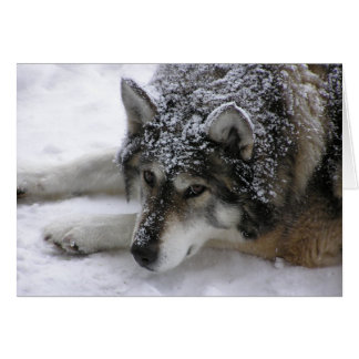 Loup de Willie