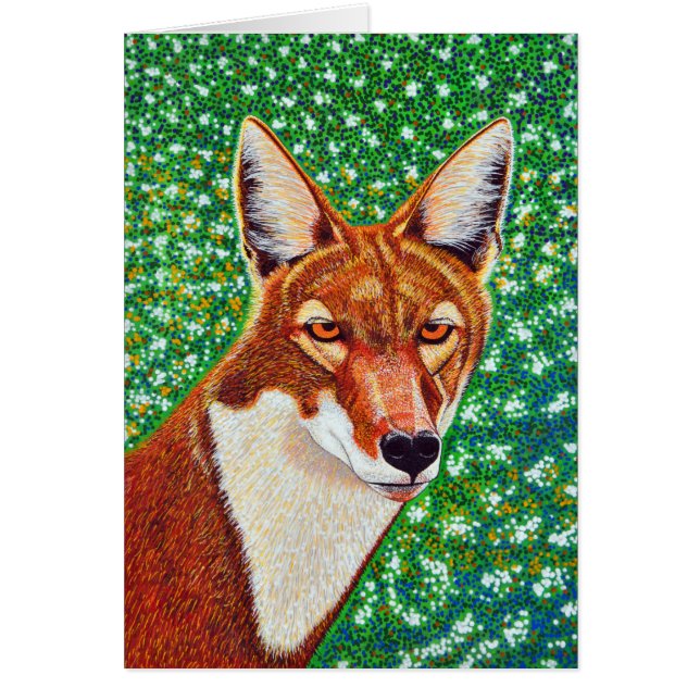 Loup éthiopien (Devant)