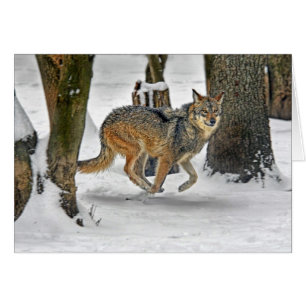 Loup fonctionnant dans la neige