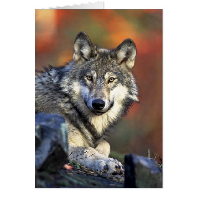 Loup gris (Devant)