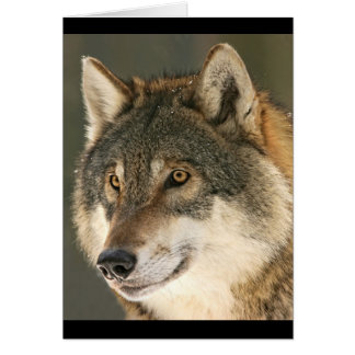 Loup gris