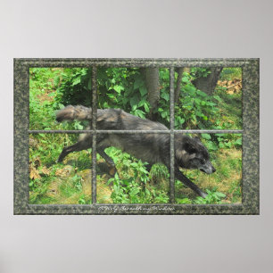 Loup Gris À Travers Une Fenêtre Affiche D'Art
