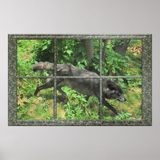 Loup Gris À Travers Une Fenêtre Affiche D'Art (Devant)