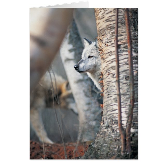 Loup gris derrière l'arbre (Devant)