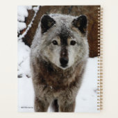 Loup gris en neige (Dos)