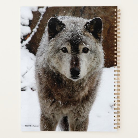 Loup gris en neige (Dos)