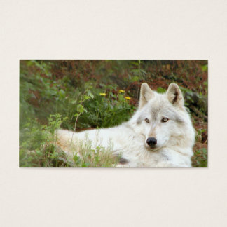 Loup gris ou bois