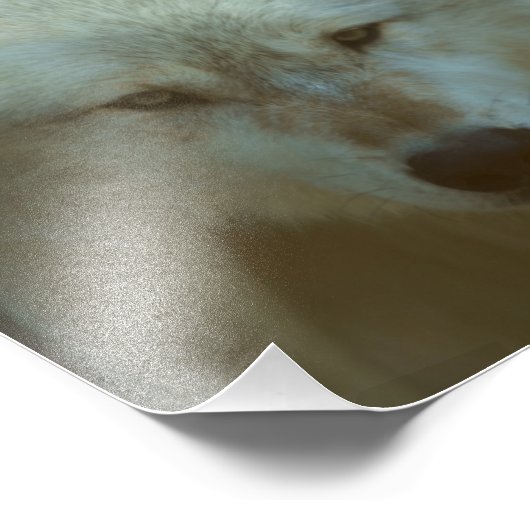 Loup gris photo (Coin)