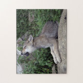 Loup gris ramasse Puzzle animal sauvage (Vertical)