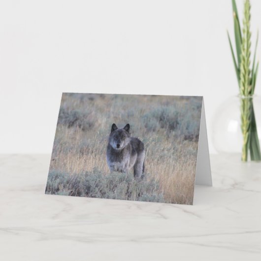 loup gris sur la carte de voeux de Yellowstone (Devant)