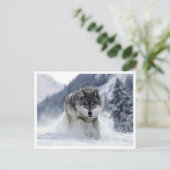 Loup polaire. Carte postale (Debout devant)