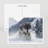 Loup polaire. Carte postale (Devant / Derrière)