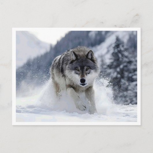 Loup polaire. Carte postale (Devant)