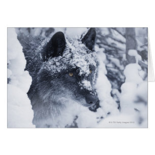 Loup solitaire dans la neige