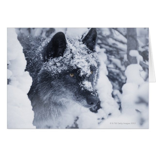 Loup solitaire dans la neige (Devant horizontal)