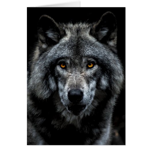Loup Yeux Orange Animal Sauvage Nature (Devant)