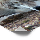 Loups, affiche de loups gris (Coin)