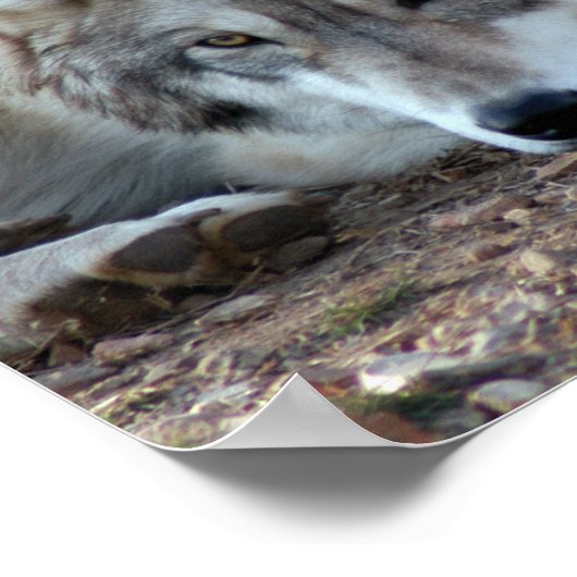 Loups, affiche de loups gris (Coin)