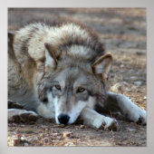 Loups, affiche de loups gris (Devant)