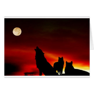 Loups couchés de soleil