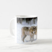 LOUPS DANS LA TASSE D'HIVER (Devant gauche)