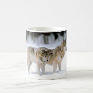 LOUPS DANS LA TASSE D'HIVER