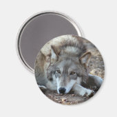 Loups Loup aimant (Recto/Verso)
