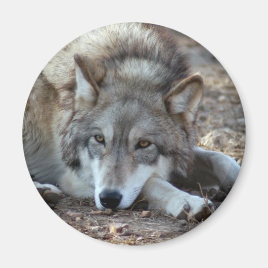 Loups Loup aimant (Devant)