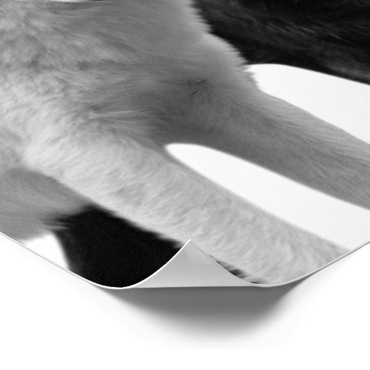 Loups Noir Blanc Cabane Rustique Affiche Photo (Coin)